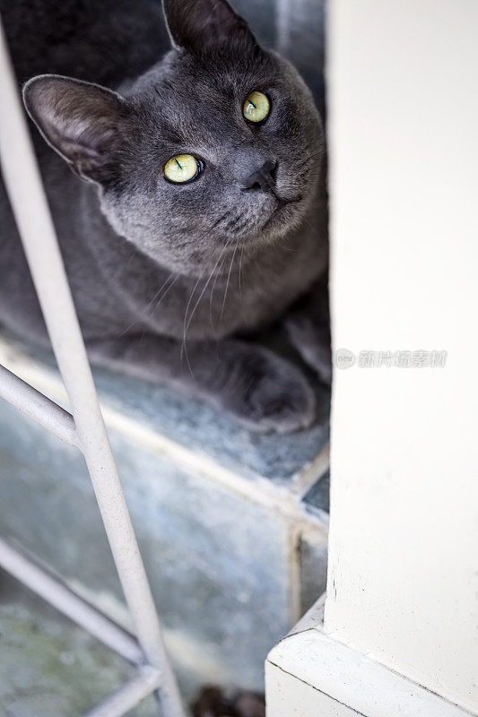 美丽的野猫在住宅庭院闲逛