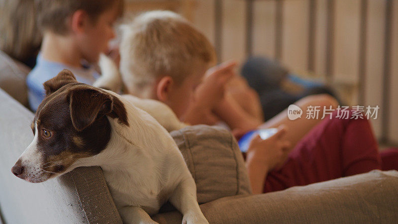 在家里和可爱的狗放松。男孩在后台玩智能手机游戏