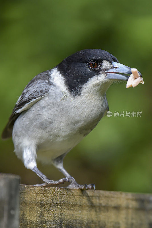 灰伯劳鸟