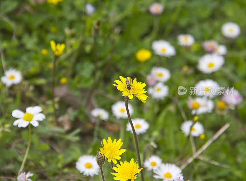 大黄蜂在黄雏菊上