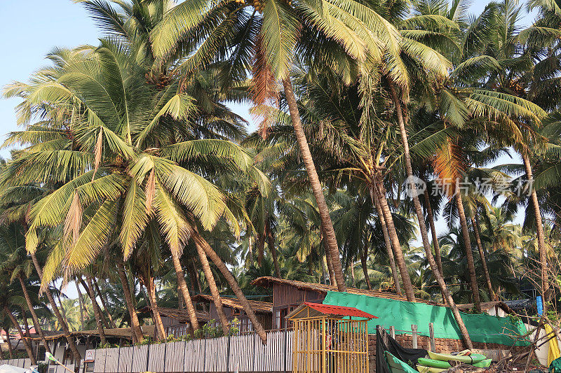 异国情调的棕榈树和椰子，在蓝天的背景下，印度果阿