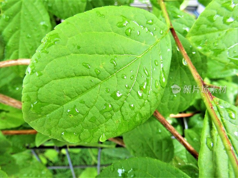 日本。五月雨后。绿色的成分。