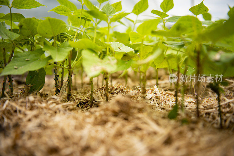 在露天地里成行种植的菜豆幼苗