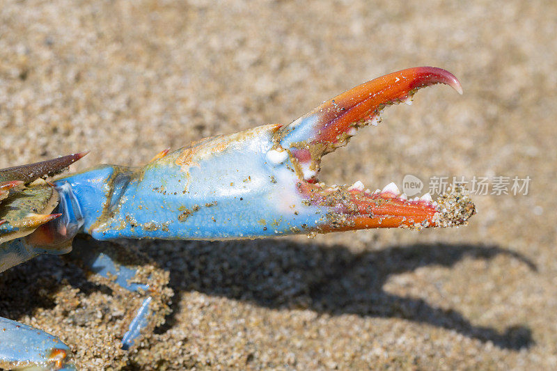 巴塞罗那加瓦海滩沙滩上的蓝蟹，大西洋蓝蟹
