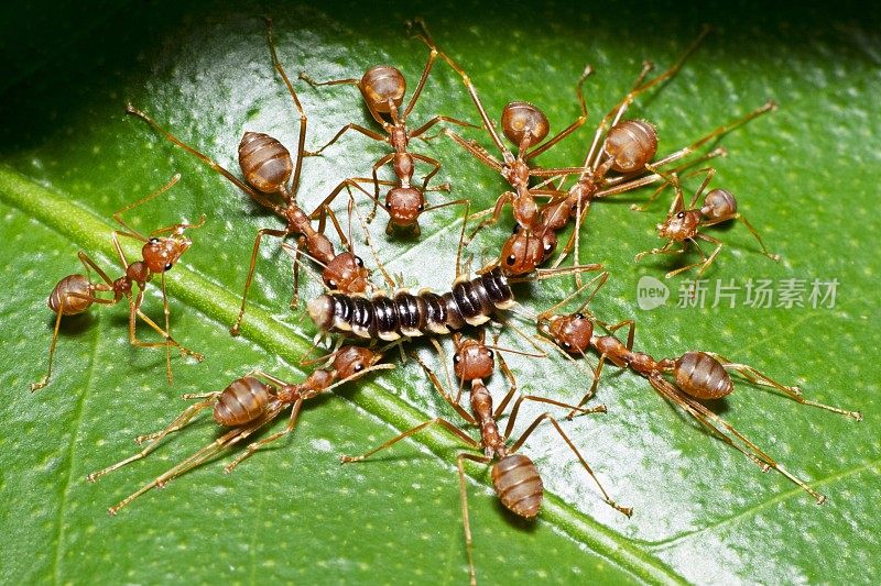 蚂蚁绕着毛毛虫的身体咬。