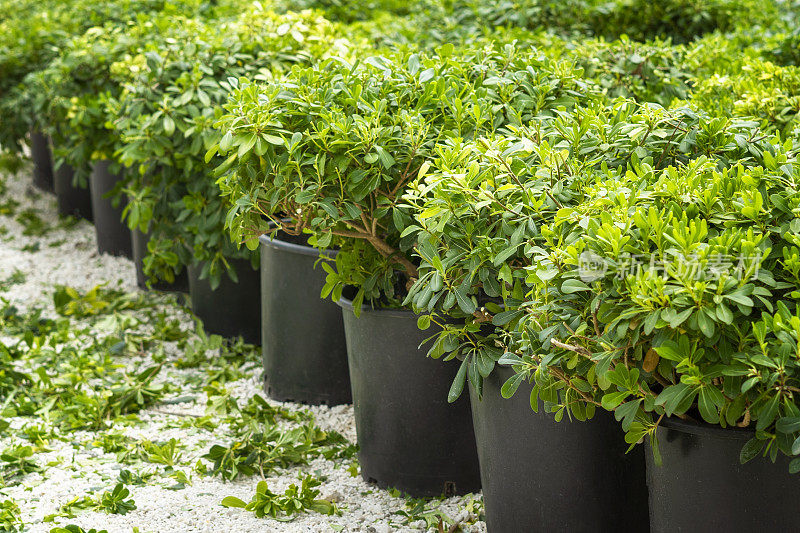 美丽的植物温室热带花园中的绿色树木和植物