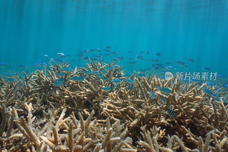 水下鹿角珊瑚和一群鱼，太平洋，美属萨摩亚
