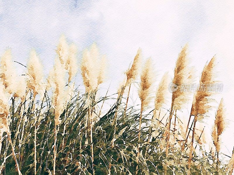 波西米亚风格潘帕斯草的水彩插图