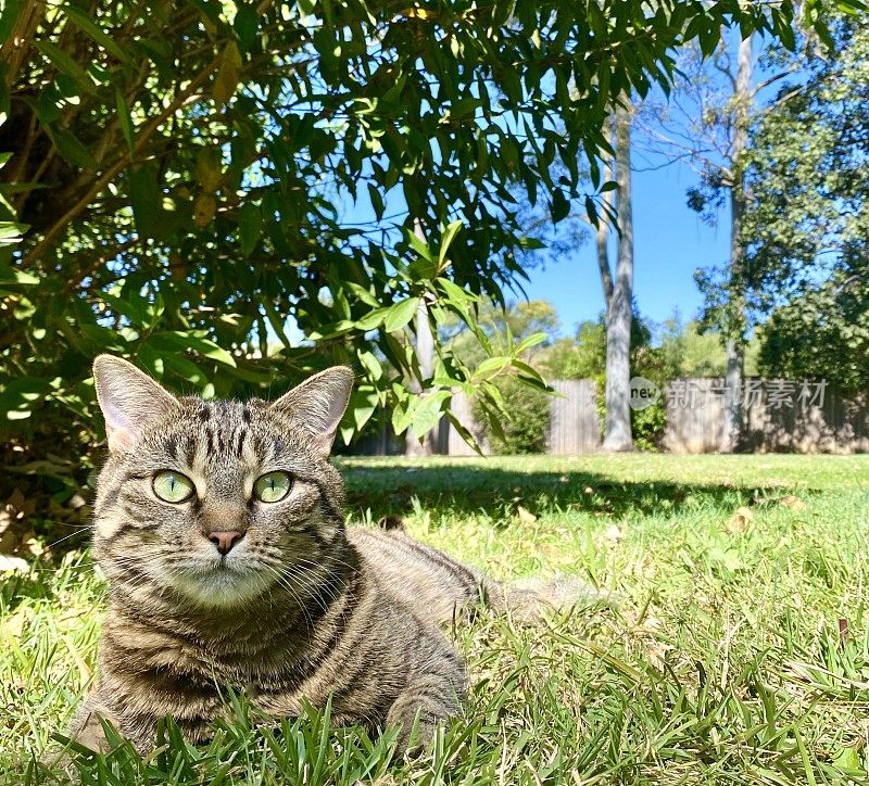 虎斑猫在草地上休息