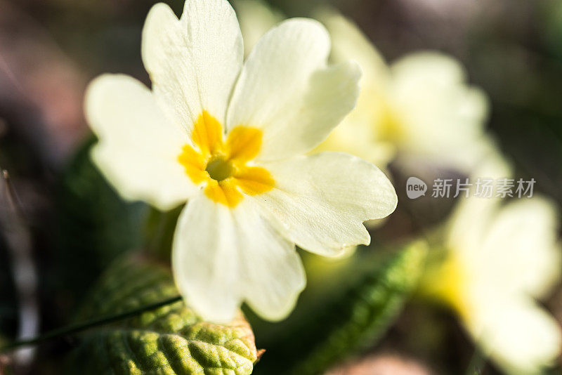 普通黄色报春花(报春花)在春天的新生命