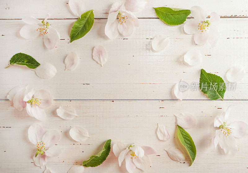 白色春天开花的树与白色质朴的木质背景。美丽的春天樱花。副本的空间。背景为护发化妆品广告。
