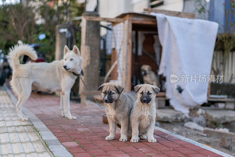 小狗和妈妈在狗舍旁玩耍