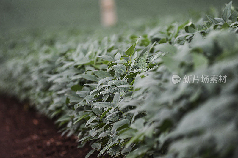 种植大豆