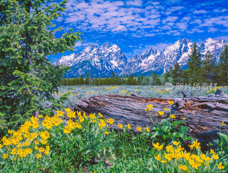 春天的野花在落基山脉，WY