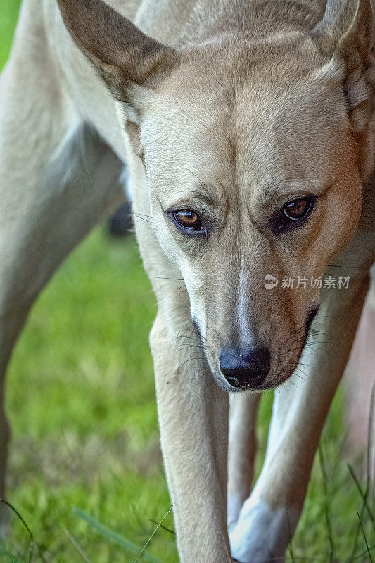 野狗(犬类狼疮野狗)