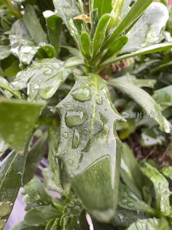 被雨滴覆盖的绿色花园植物。