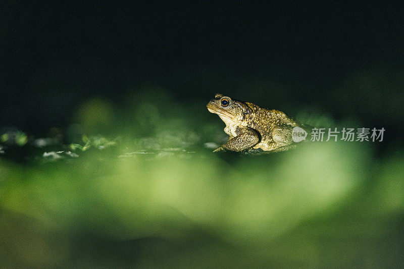 夜晚，青蛙(无尾蛙)在沼泽中放松