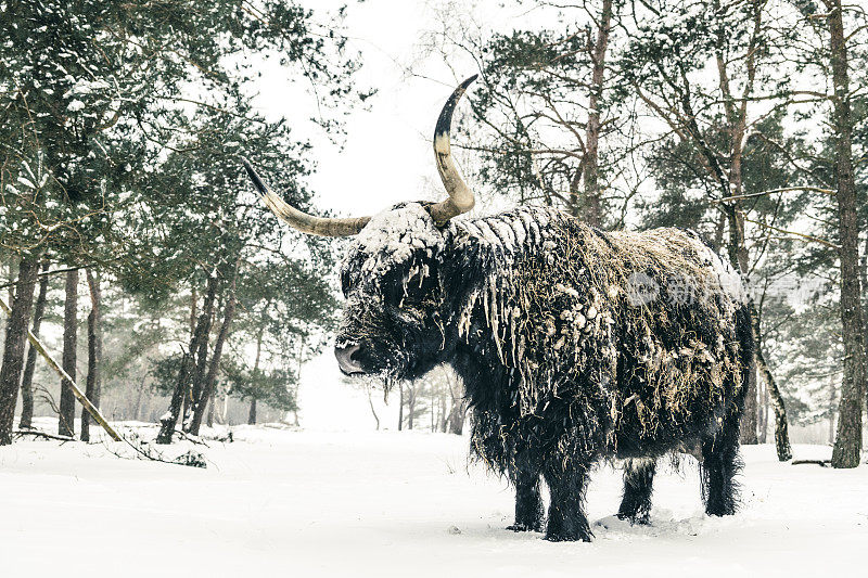 在冬天的雪地里的苏格兰高地牛群的肖像