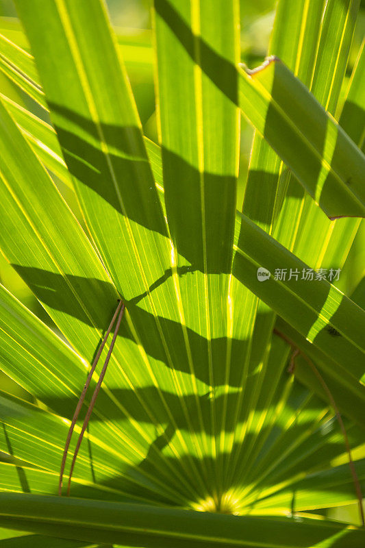 背光锯棕榈叶的特写与角度的阴影