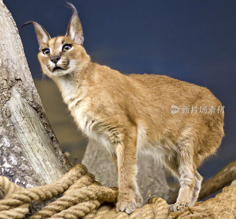 Caracal行尸走肉