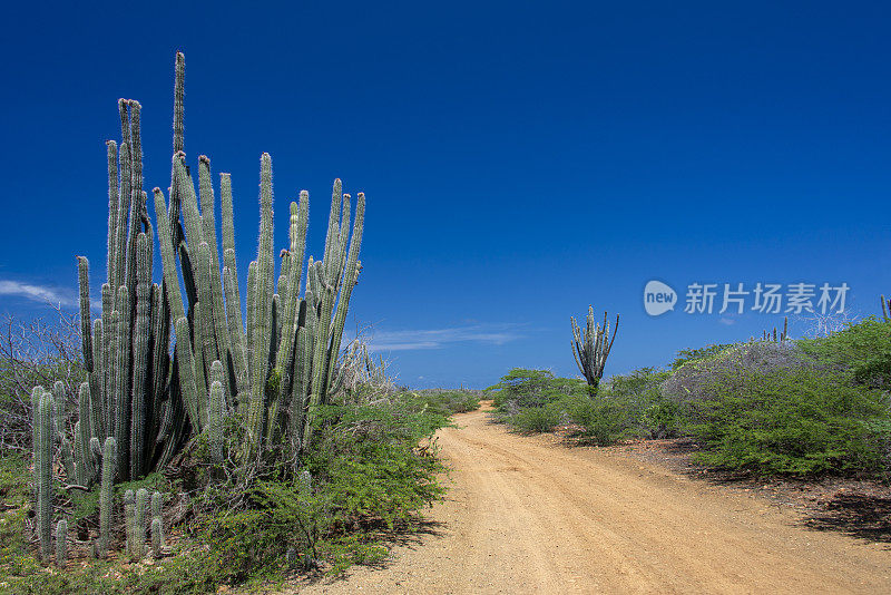 加勒比土路