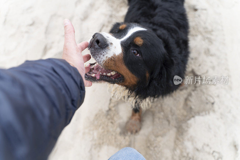 一只名叫zenenhund的伯尔尼山狗正在沙滩上模仿主人的攻击和打斗动作，和主人一起玩耍。