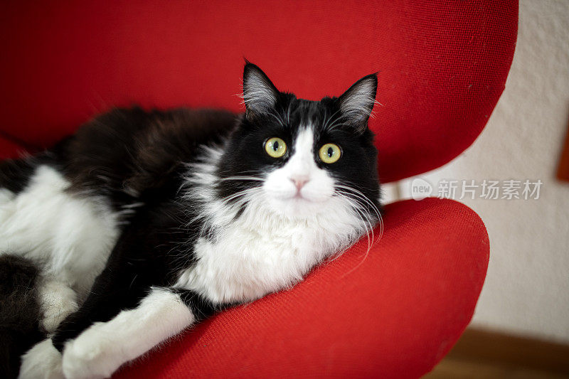 猫坐在椅子上