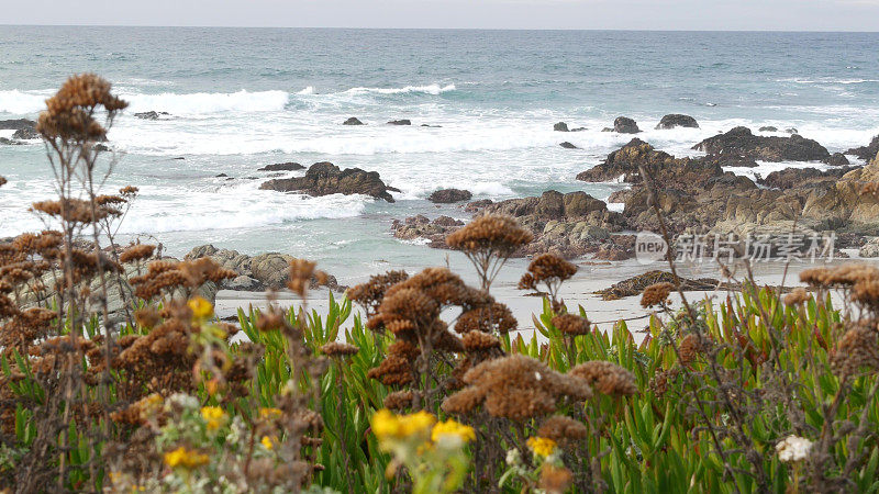 17英里的车程，加州蒙特利。海岸岩石嶙峋，海浪汹涌。草的花