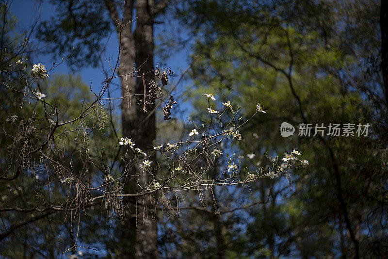 无叶山茱萸树的分枝顶端开花的侧视图