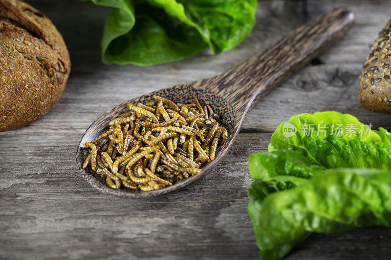 食用昆虫代替肉类。黄粉虫-黄粉虫。新型食品的概念