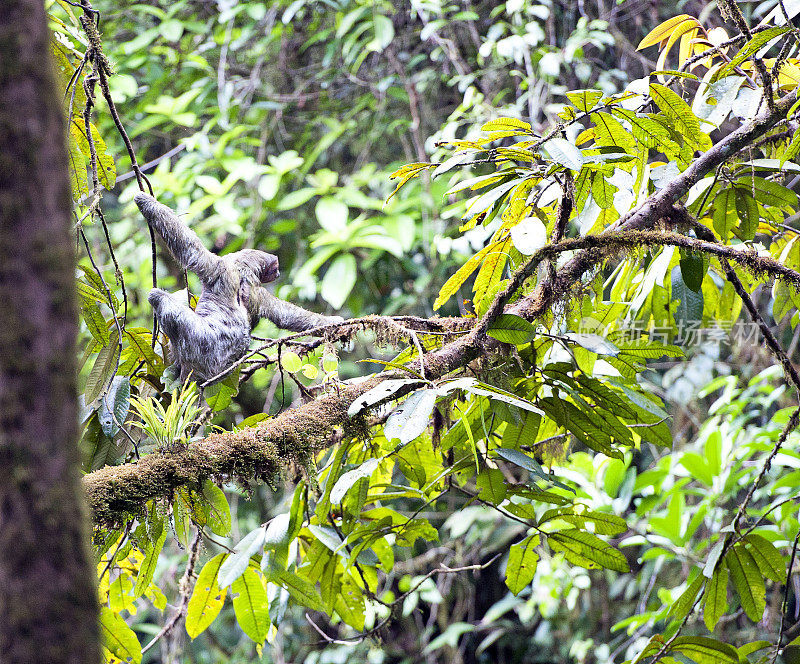 哥斯达黎加阿雷纳尔火山国家公园，三趾树懒在树顶探出身子觅食