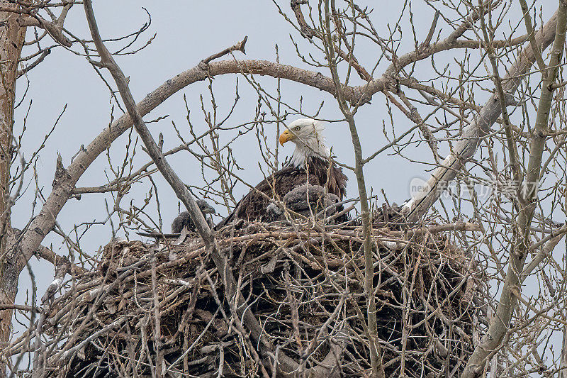 秃鹰在父母和小鹰的视野中筑巢