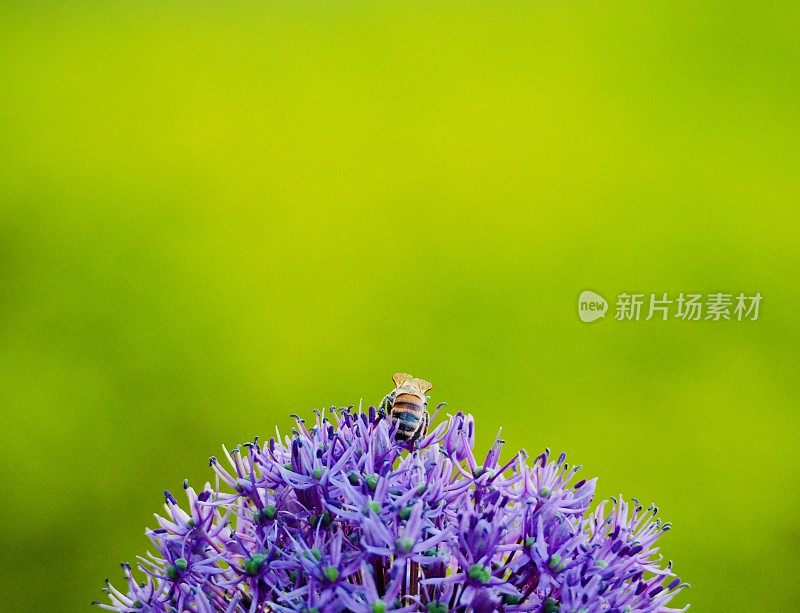 葱属植物的蜜蜂