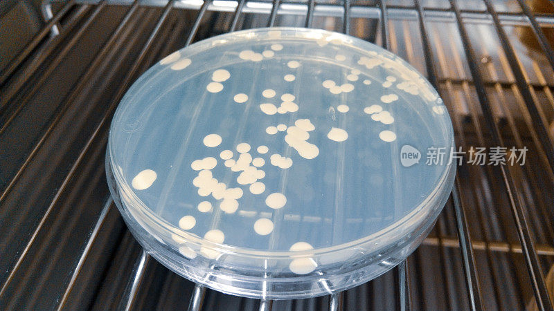 在实验室检查抗生素的培养皿的特写镜头。