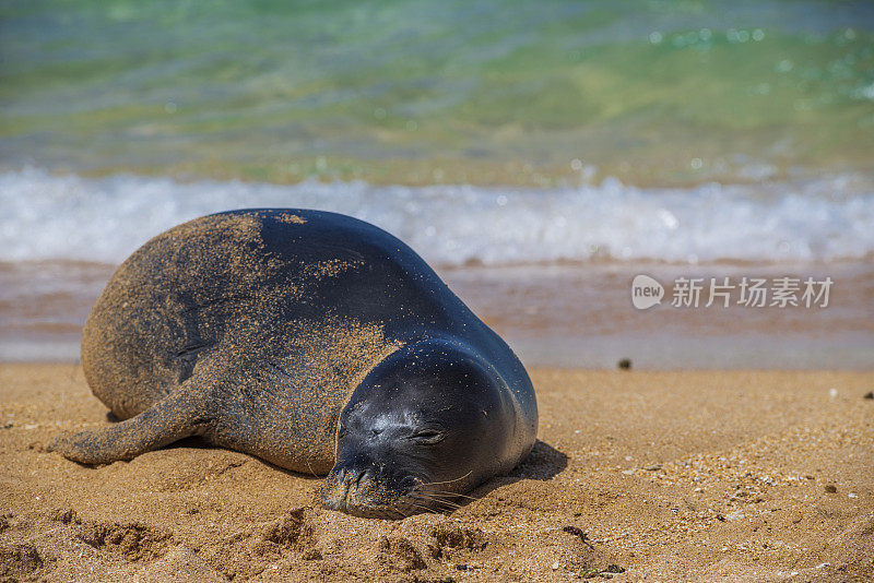 考艾岛海滩上的僧海豹