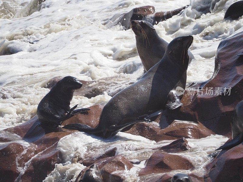 三只棕色的海豹在海边的岩石上