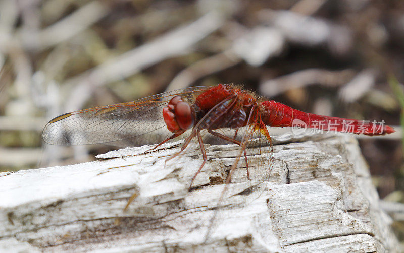 红箭蜻蜓(鳄鱼红斑)雄性