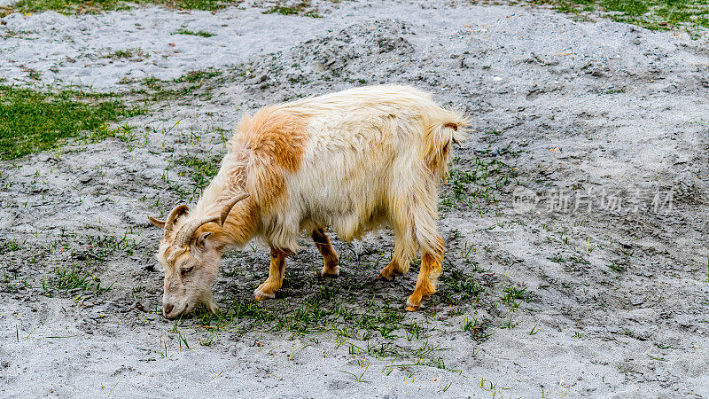 Changthangi或Changpa是一种开司米山羊