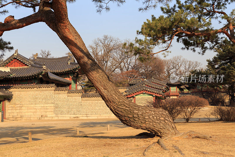 韩国首尔古寺古建筑和松树