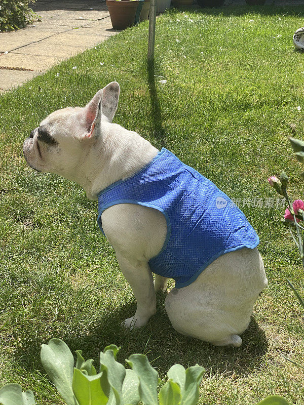 法国斗牛犬在大热天穿着凉爽的夹克