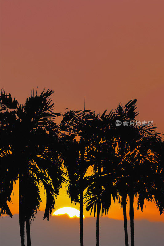 为旅游和旅游业的广告展示背景，与自然日落黄昏天空的剪影棕榈树图像。
