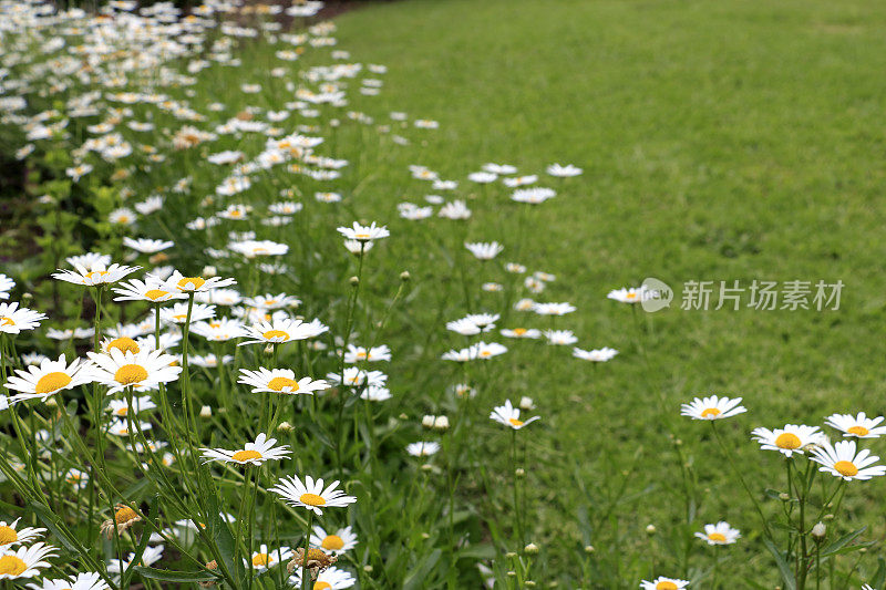 沙斯塔雏菊菊花生长在花园的边缘