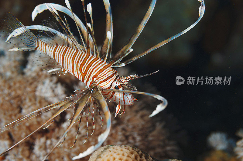 珊瑚礁狮子鱼红海自然与野生动物水下海洋生物水肺潜水员观点水下照片