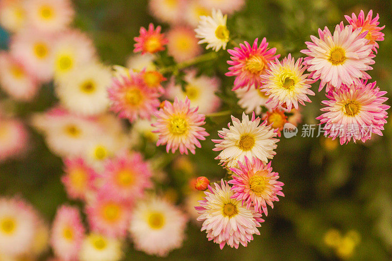 菊花。美丽的橙色秋花。自然背景。抽象模糊的背景。副本的空间。大自然。散焦