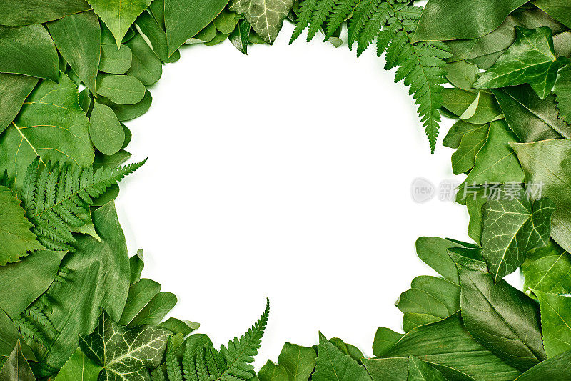 绿色的叶子圈框，中间有白色的空白复制空间，平铺俯视图