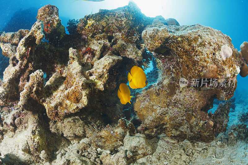 红海蒙面蝴蝶鱼鱼鱼水下海洋生物珊瑚礁水下照片水肺潜水员观点