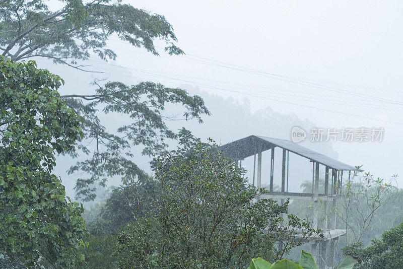 滋润了美丽森林里植物的雨水