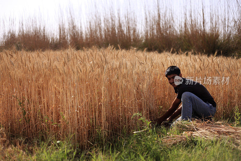 穷苦快乐的农民在夏季收割小麦