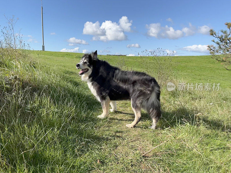 高级边境牧羊犬近距离肖像