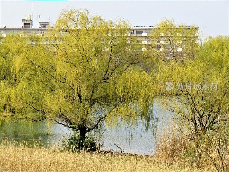 日本。3月底。池塘，垂柳环绕。